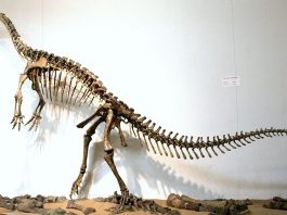 Plateosaurus, unul dintre cei mai cunoscuți dinozauri erbivori