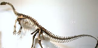 Plateosaurus, unul dintre cei mai cunoscuți dinozauri erbivori
