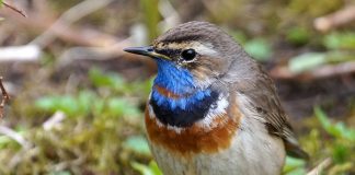 Privighetoarea albastră (Luscinia svecica), o pasăre migratoare