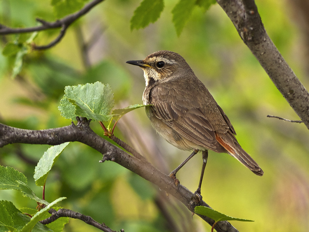 Privighetoarea albastră