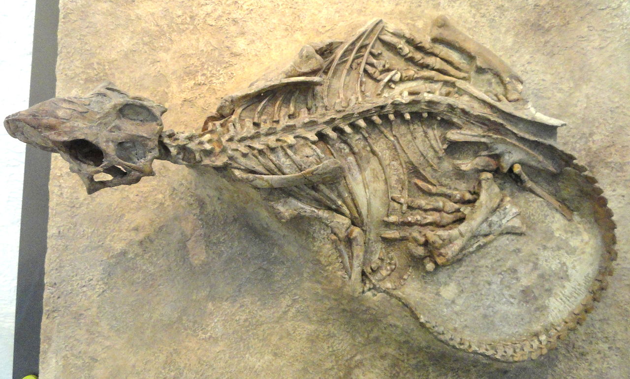 Psittacosaurus