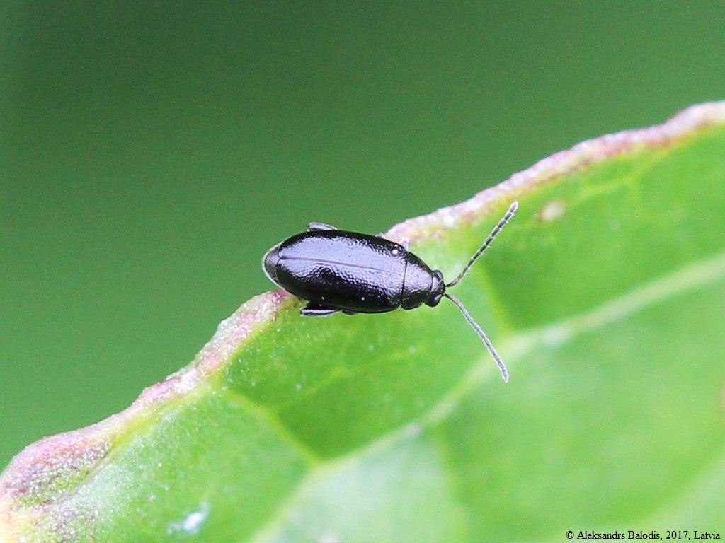 Puricele negru al verzei