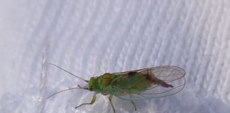 Păduchi de plante, insecte răspândite în întreaga lume