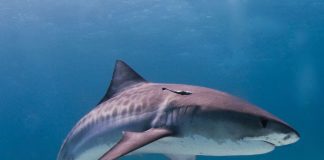 Rechinul-tigru (Galeocerdo cuvier), are o mărime enormă