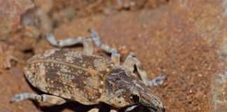 Specii de gărgărițe, află totul despre familia Curculionidae