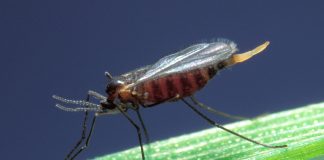 Specii de musculițe dăunătoare, familia Cecidomyiidae