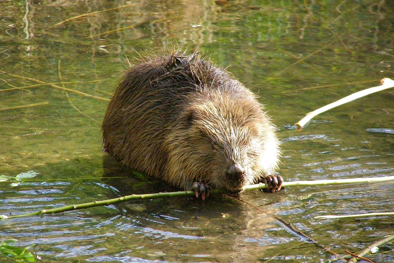 Specii de rozătoare, biberul (Castor fiber) sau castoru