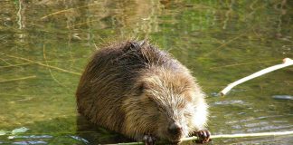 Specii de rozătoare, biberul (Castor fiber) sau castoru