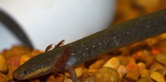 Specii de salamandre acvatice - Marea sirenă (Siren lacertina)