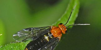 Specii de viespi-fierăstrău, familia Tenthredinidae