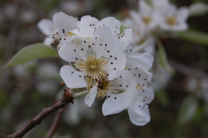Spiraea Salicifolia, Foto: davisla.wordpress.com