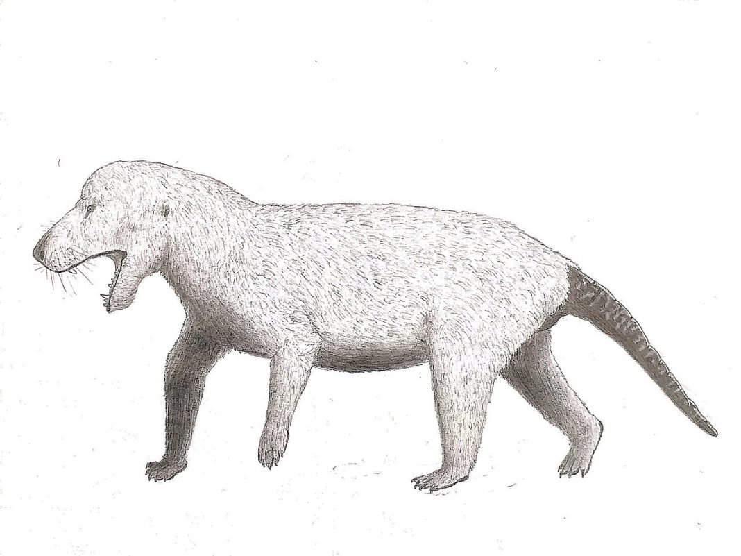 Terapsida Cynognathus, un stramoș al mamiferelor