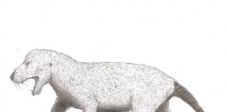 Terapsida Cynognathus, un stramoș al mamiferelor