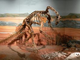 Thecodontosaurus, printre primii dinozauri descoperiți