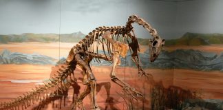 Thecodontosaurus, printre primii dinozauri descoperiți