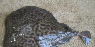 Torpila electrică marmorata (Torpedo marmorata), o pisică de mare de pe fundul ocenului