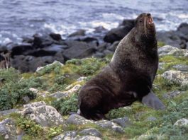 Ursul de mare (Callorhinus ursinus), află totul despre această focă