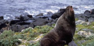 Ursul de mare (Callorhinus ursinus), află totul despre această focă