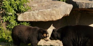 Urși arboricoli, ursul negru cu ochelari (Tremarctos ornatus)