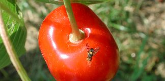 Vezi cum muștele fructelor distrug vișinele, cireșele și coacăzele din țara noastră!