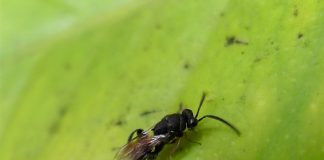 Viespea semințelor de trifoi, insecte parazite