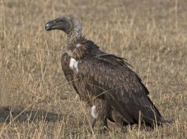 Vulturul african cu spinarea albă (Gyps africanus), o pasăre de pradă