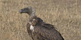 Vulturul african cu spinarea albă (Gyps africanus), o pasăre de pradă