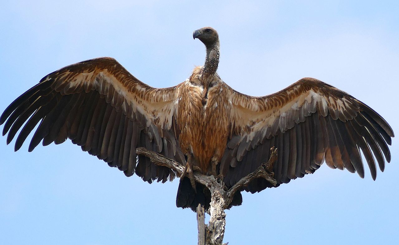 Vulturul african cu spinarea albă