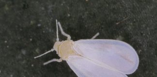 Zburători-albi, o specie de gândaci delicați