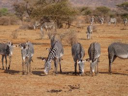 Zebra lui Grevy (Equus grevy), un mamifer copitat