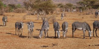 Zebra lui Grevy (Equus grevy), un mamifer copitat