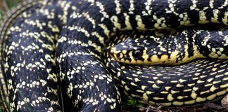 Șarpele-bici european (Coluber viridiflavus), un șarpe neveninos