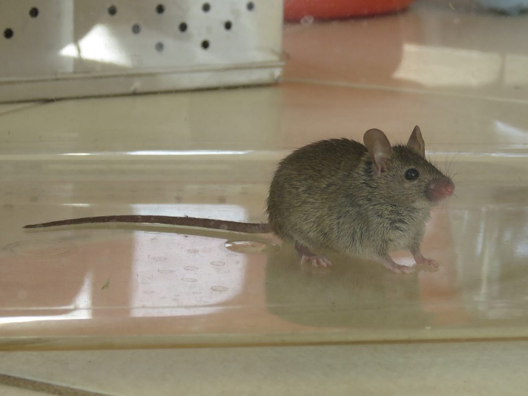 Șoarecele de casă (Mus musculus), trăiește pe toate continentele Șoarecele de casă (Mus musculus), trăiește pe toate continentele