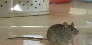 Șoarecele de casă (Mus musculus), trăiește pe toate continentele