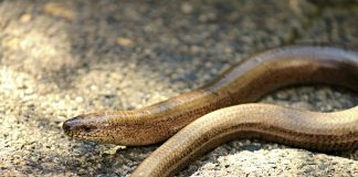Șopârle anguimorfe, naparca (Anguis fragilis), un șarpe de sticlă