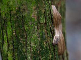 Șarpele de lemn cubanez (Tropidophis melanurus), află toate detaliile