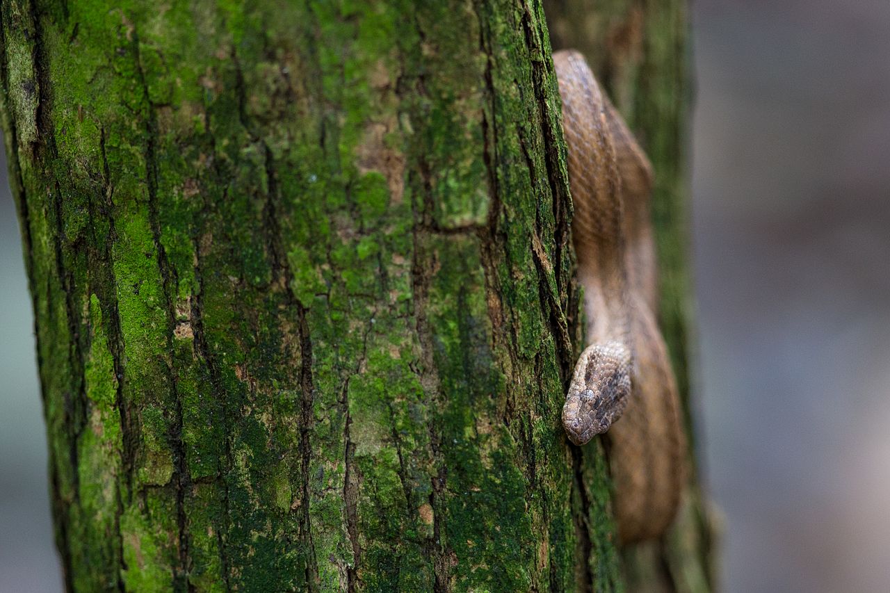 Șarpele de lemn cubanez (Tropidophis melanurus), află toate detaliile