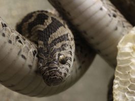 Șarpele mâncător de ouă comun (Dasypeltis scabra)