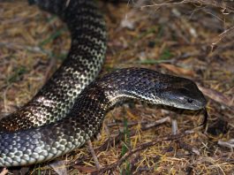 Șarpele-tigru australian (Notechis scutatus), un șarpe veninos