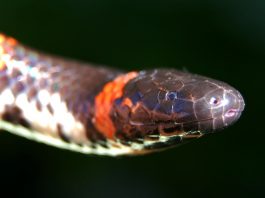 Șarpele-tub cu coadă roșie (Cylindrophis ruffus), află totul despre această specie