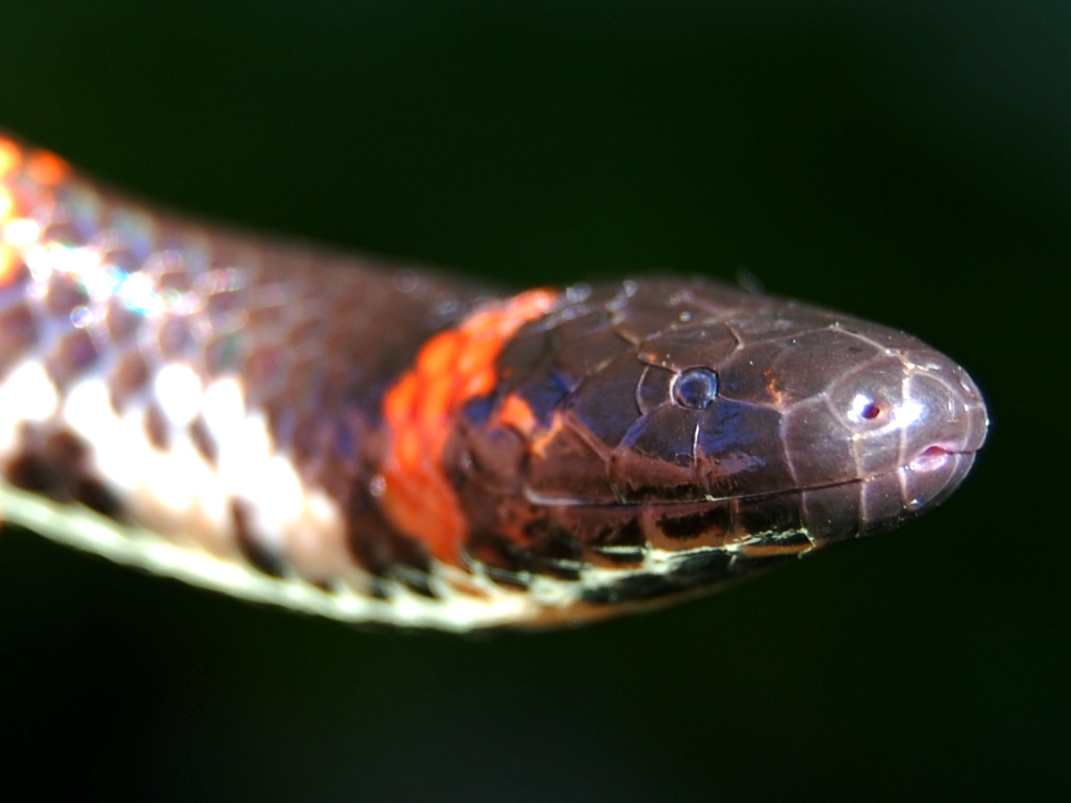 Șarpele-tub cu coadă roșie (Cylindrophis ruffus), află totul despre această specie