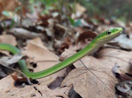 Șarpele verde aspru (Opheodrys aestivus), are corpul mic și delicat