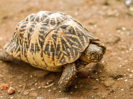 Țestoasa stelată indiană (Geochelone elegans), una dintre cele mai interesante specii