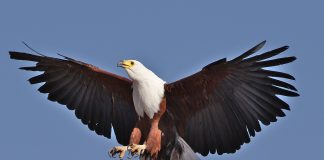 Acvila-pescar africană (Haliacetus vocifer), cea mai mare pasăre de pradă din Africa