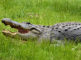 Aligatorul american (Alligator mississippiensis), are botul precum o știucă