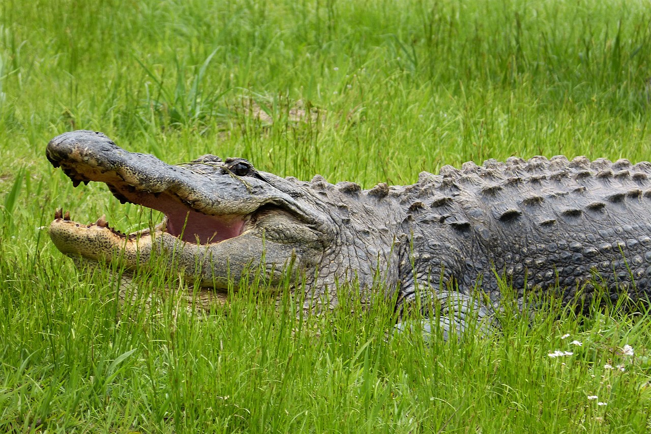 Aligatorul american (Alligator mississippiensis), are botul precum o știucă