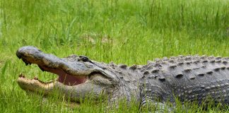 Aligatorul american (Alligator mississippiensis), are botul precum o știucă