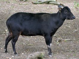 Anoa de șes (Bubalus depressicornis), un mamifer copitat pe cale de dispariție