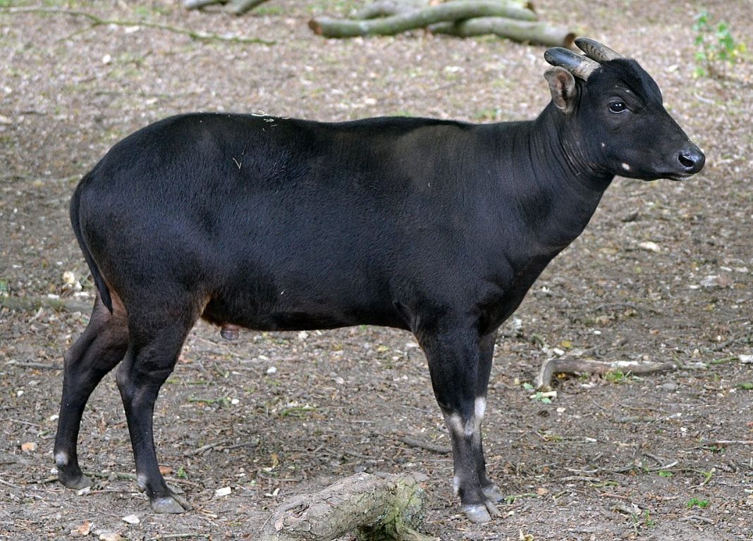 Anoa de șes (Bubalus depressicornis), un mamifer copitat pe cale de dispariție Anoa de șes (Bubalus depressicornis), un mamifer copitat pe cale de dispariție
