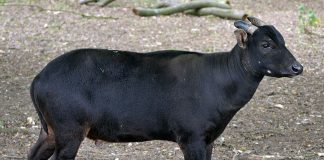 Anoa de șes (Bubalus depressicornis), un mamifer copitat pe cale de dispariție